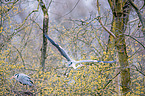 Graureiher sitzen im Baum