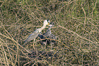 Graureiher