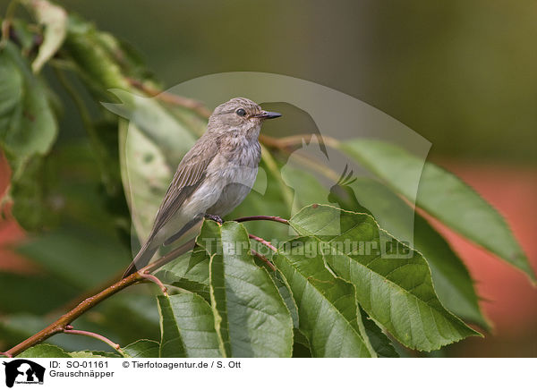 Grauschnpper / spotted flycatcher / SO-01161