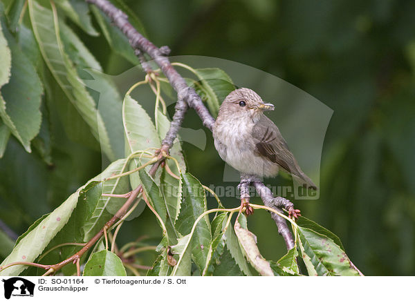 Grauschnpper / spotted flycatcher / SO-01164
