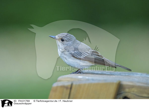 Grauschnpper / spotted flycatcher / FH-01768