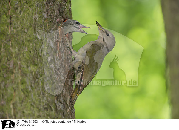 Grauspechte / grey-faced woodpeckers / THA-04993