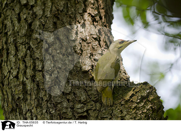 Grauspecht / grey-faced woodpecker / THA-05635