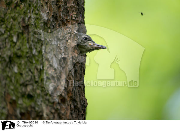 Grauspecht / grey-faced woodpecker / THA-05636