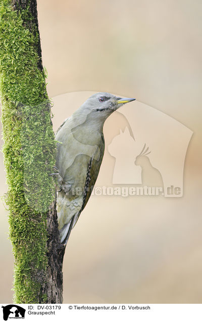 Grauspecht / grey-faced woodpecker / DV-03179
