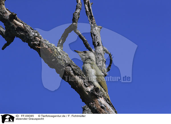 sitzender Grauspecht / sitting Grey-faced Woodpecker / FF-09085