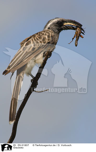 Grautoko / grey hornbill / DV-01807