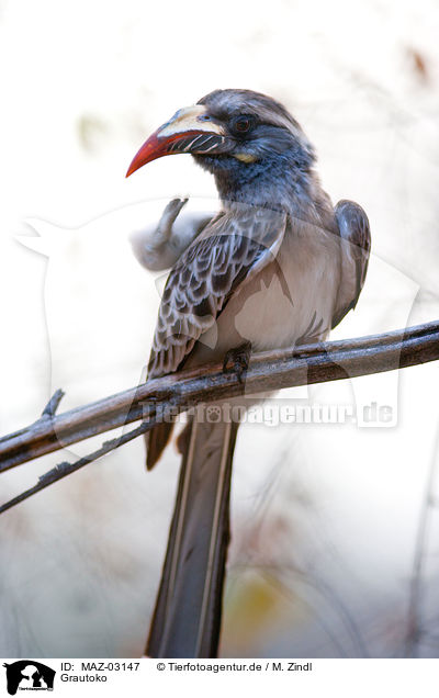 Grautoko / african grey hornbill / MAZ-03147