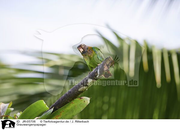 Grauwangenpapagei / brown-hooded parrot / JR-05706