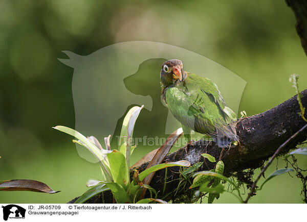 Grauwangenpapagei / brown-hooded parrot / JR-05709