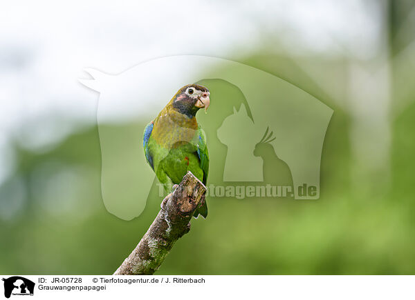 Grauwangenpapagei / brown-hooded parrot / JR-05728