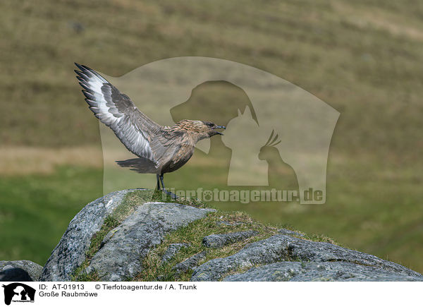 Groe Raubmwe / great skua / AT-01913