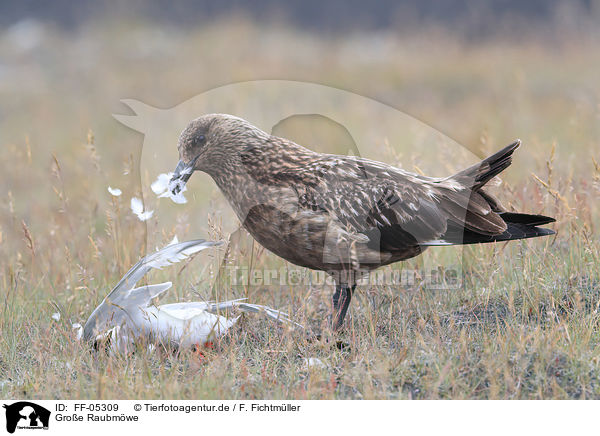 Groe Raubmwe / Great Skua / FF-05309