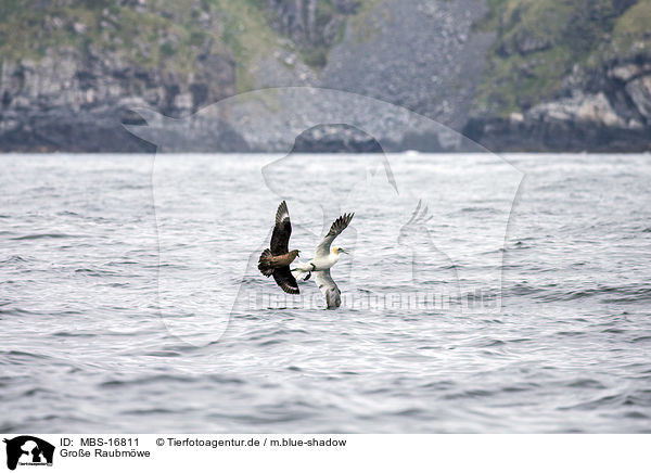 Groe Raubmwe / skua / MBS-16811