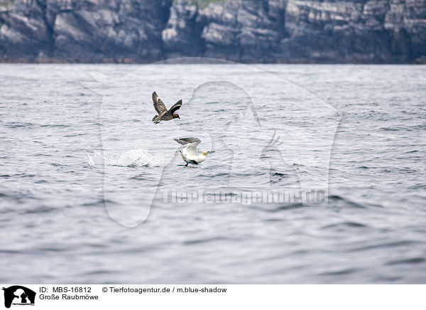 Groe Raubmwe / skua / MBS-16812