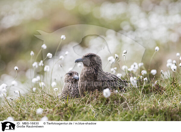 Groe Raubmwen / skuas / MBS-16830