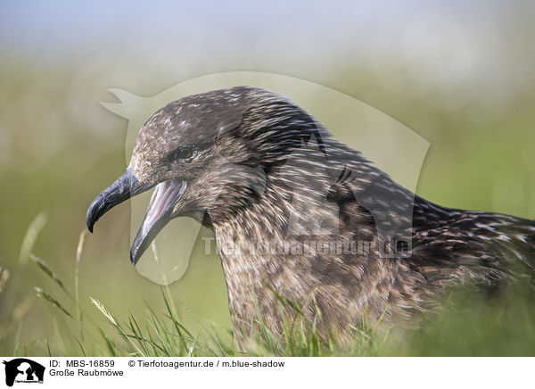 Gro�e Raubm�we / skua / MBS-16859