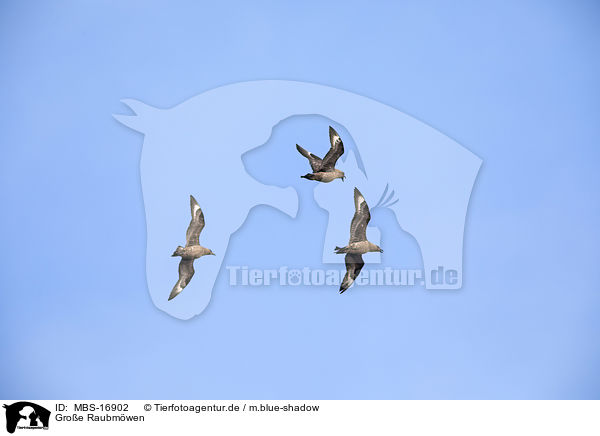 Groe Raubmwen / skuas / MBS-16902