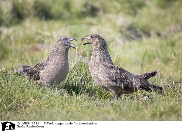 Groe Raubmwen / MBS-16911