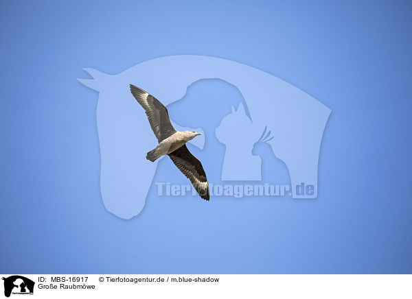 Groe Raubmwe / MBS-16917