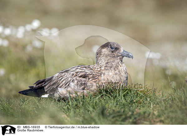 Groe Raubmwe / skua / MBS-16935