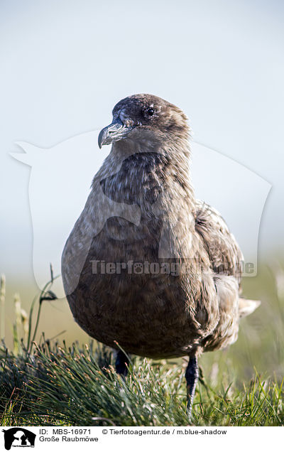 Groe Raubmwe / skua / MBS-16971