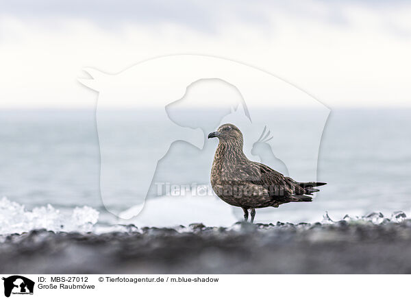 Groe Raubmwe / great Skua / MBS-27012