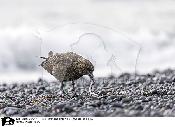 Groe Raubmwe / great Skua / MBS-27014