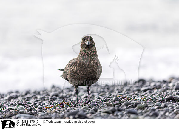 Groe Raubmwe / great Skua / MBS-27015