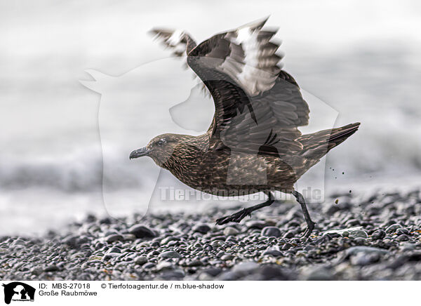 Groe Raubmwe / great Skua / MBS-27018