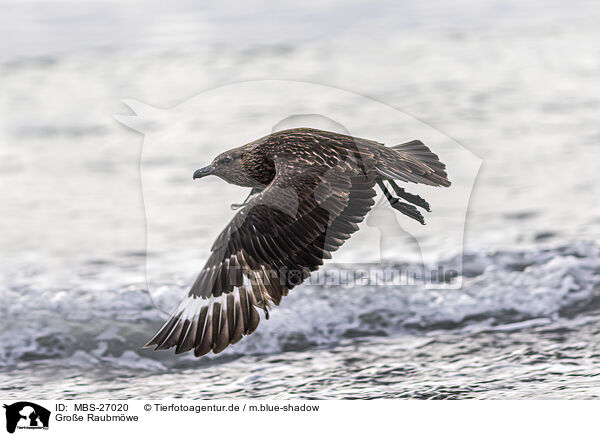 Groe Raubmwe / great Skua / MBS-27020