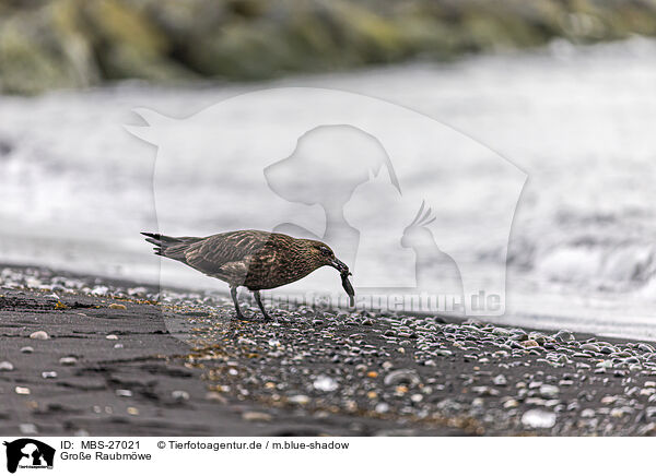 Groe Raubmwe / great Skua / MBS-27021