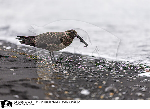 Groe Raubmwe / great Skua / MBS-27024