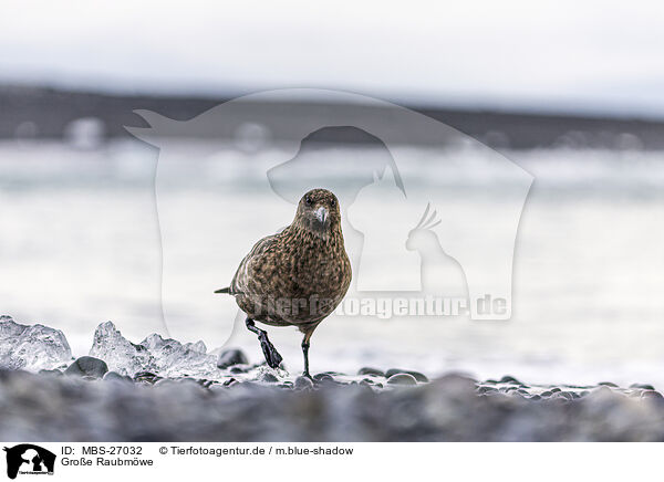 Groe Raubmwe / great Skua / MBS-27032