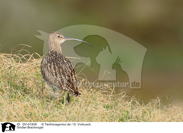 Groer Brachvogel / Eurasian curlew / DV-01808