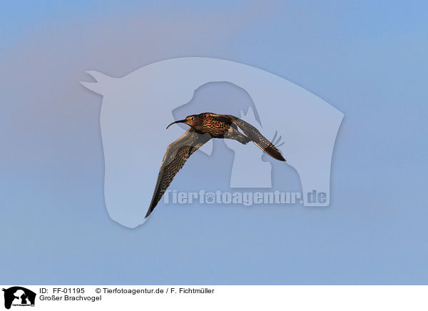Groer Brachvogel / Eurasian curlew / FF-01195