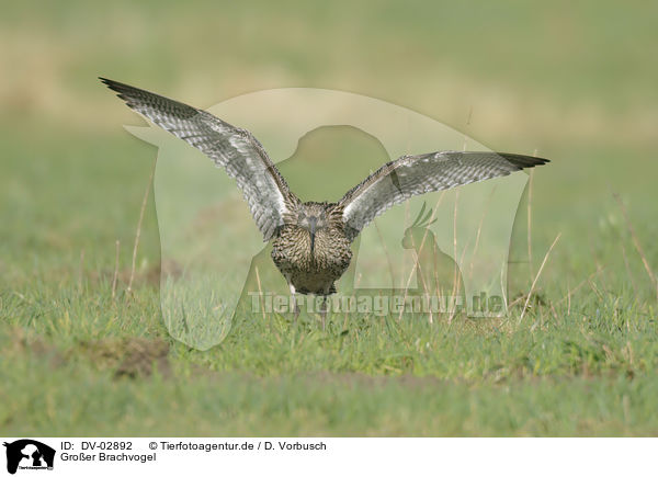 Groer Brachvogel / western curlew / DV-02892