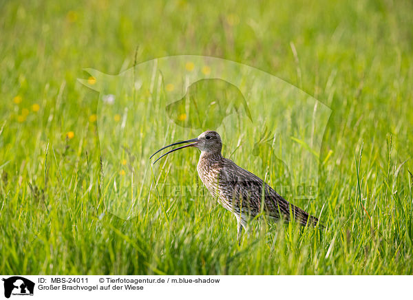 Groer Brachvogel auf der Wiese / Great curlew in the meadow / MBS-24011