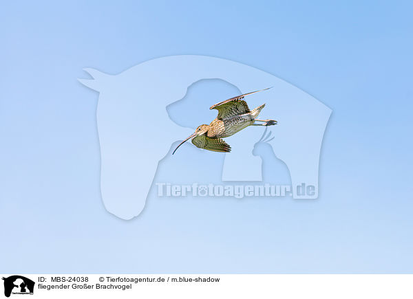 fliegender Groer Brachvogel / MBS-24038