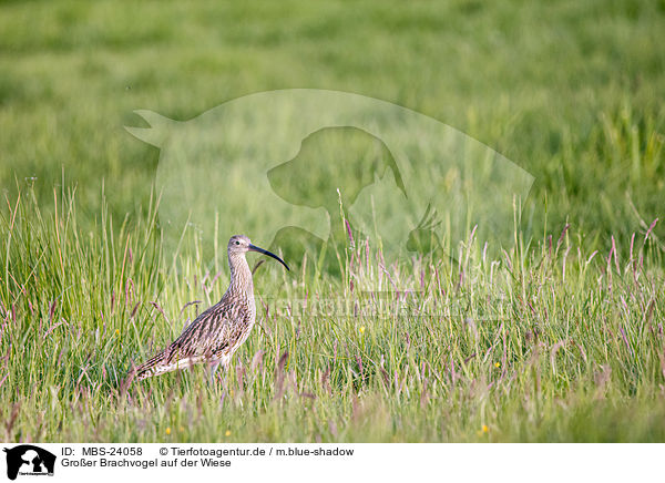 Groer Brachvogel auf der Wiese / Great curlew in the meadow / MBS-24058