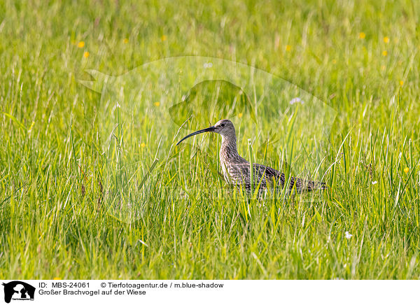 Groer Brachvogel auf der Wiese / Great curlew in the meadow / MBS-24061