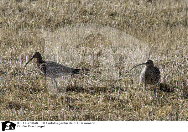 Groer Brachvogel / western curlew / HB-02046