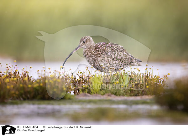 Groer Brachvogel / western curle / UM-03404