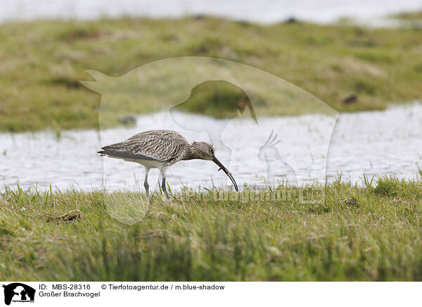 Groer Brachvogel / Euraisian Curlew / MBS-28316