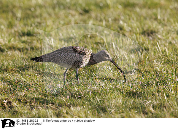 Groer Brachvogel / Euraisian Curlew / MBS-28322