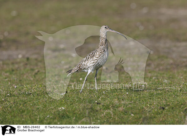 Groer Brachvogel / Euraisian Curlew / MBS-28462