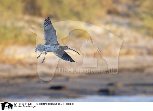 Groer Brachvogel / western curlew / THA-11621