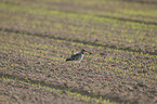 Groer Brachvogel