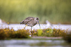 Groer Brachvogel