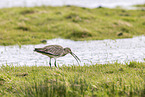 Groer Brachvogel